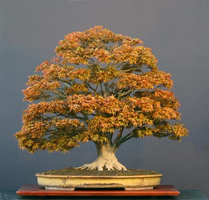 افرا پالماتوم دیسکویو (بونسای)